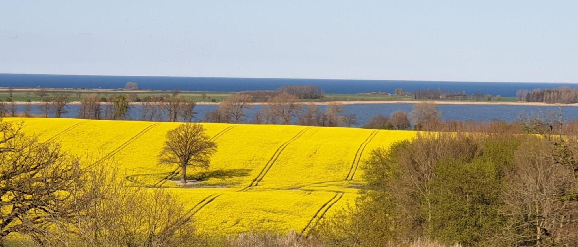 Idyllisches-Blockbohlenhaus-Mit-Eigenem-Garten-Und-Sauna-Zum-Wohlfuehlen Martensrade Kültér fotó